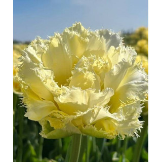 TULIPAN VANILLA DANCE 5 SZT ROZMIAR 12 +