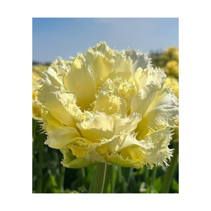 TULIPAN VANILLA DANCE 5 SZT ROZMIAR 12 +