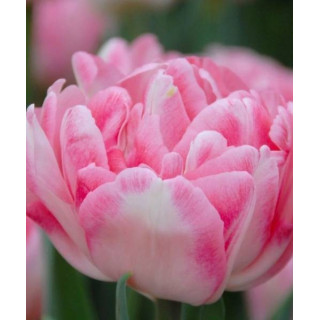 TULIPAN VANILLA DANCE 5 SZT ROZMIAR 12 +