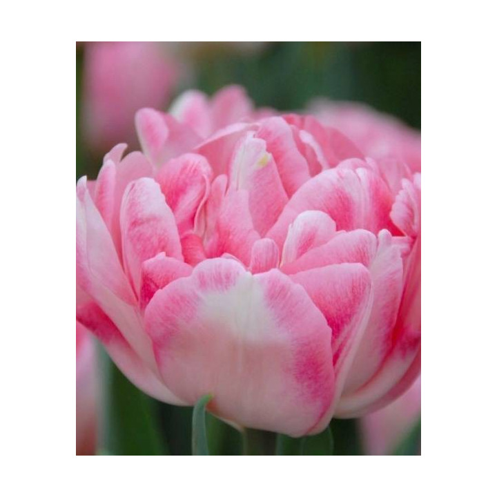 TULIPAN VANILLA DANCE 5 SZT ROZMIAR 12 +