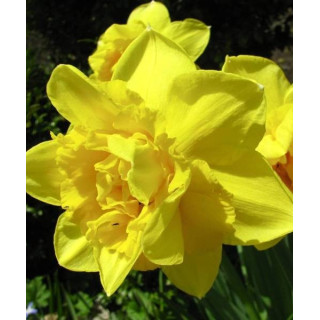 NARCYZ GOLDEN DELIOCIOUS 5 SZT ROZMIAR 14/16 CM