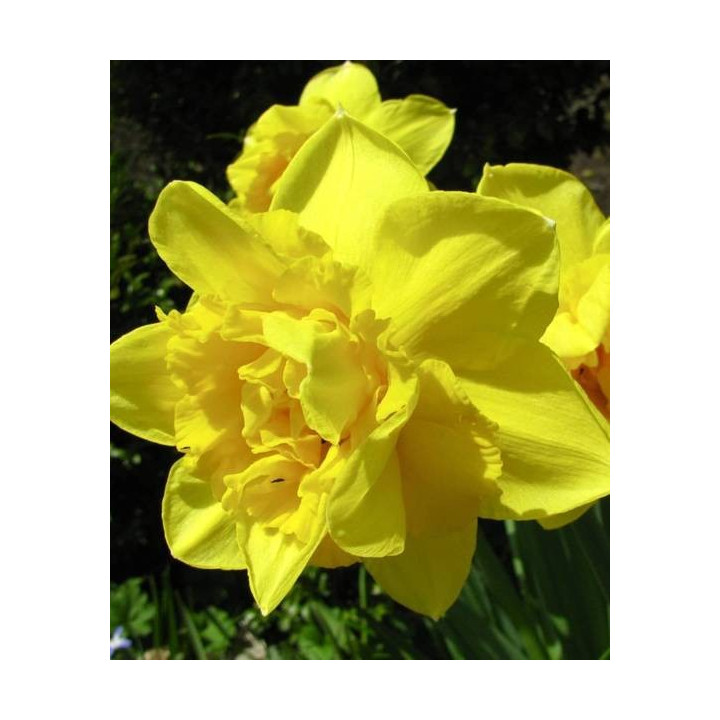 NARCYZ GOLDEN DELIOCIOUS 5 SZT ROZMIAR 14/16 CM