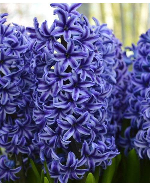 HIACYNT BLUE STAR  15 SZT ROZMIAR 18 +