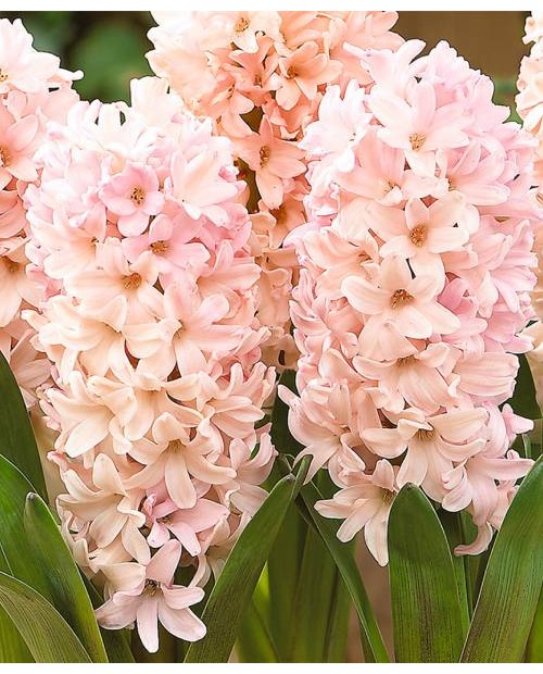HIACYNT APRICOT PASSION  5 SZT ROZMIAR 18 +