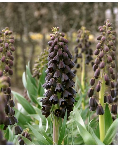 FRITILLARII PERSICA PURPLE FAVORITE ROZMIAR 28+