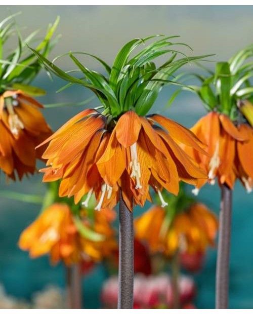 KORONA CESARSKA ORANGE BEAUTY 3 SZT  ROZMIAR 28+