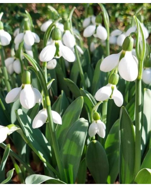 PRZEBIŚNIEG GALANTHUS ELWESII 5 SZT ROZMIAR 8+