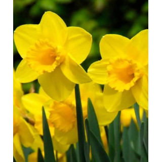 NARCYZ CARLTON 5 SZT ROZMIAR 12/14 CM