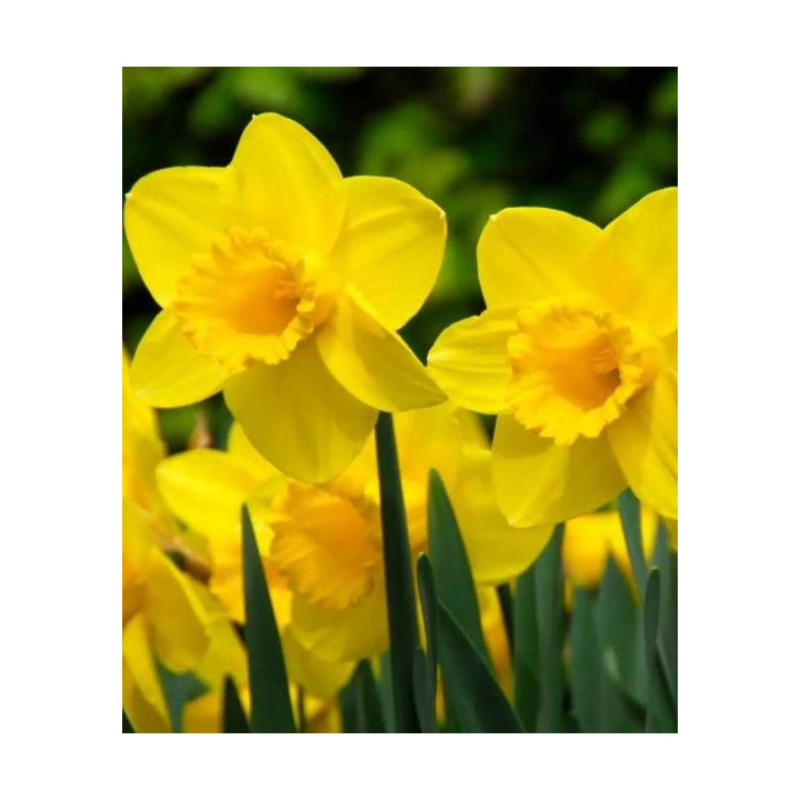 NARCYZ CARLTON 5 SZT ROZMIAR 12/14 CM