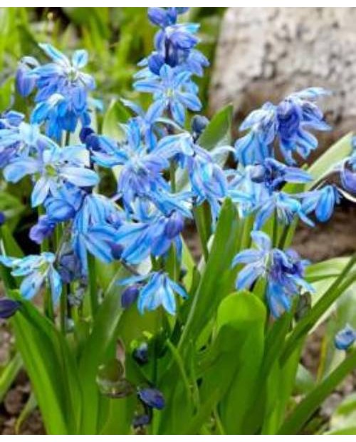 CEBULICA SIBERICA 10 SZT ROZMIAR 8+