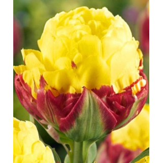 Cebulki kwiatowe – sklep online | Tulipany, krokusy, hiacynty