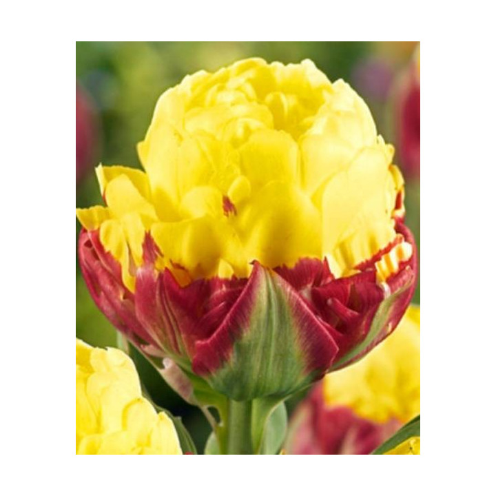 Cebulki kwiatowe – sklep online | Tulipany, krokusy, hiacynty