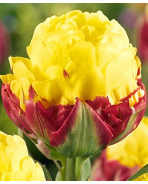 TULIPAN ICE CREAM BANANA 5 SZT ROZMIAR 12 +