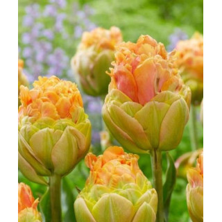 TULIPAN ICE CREAM LA LAVANDOU  5 SZT ROZMIAR 12 +