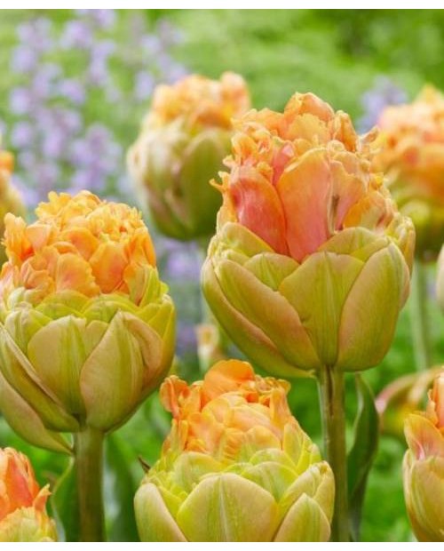 TULIPAN LA LAVANDOU  5 SZT ROZMIAR 12 +