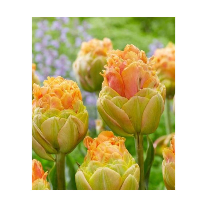 TULIPAN ICE CREAM LA LAVANDOU  5 SZT ROZMIAR 12 +