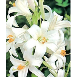 TULIPAN ICE CREAM LA LAVANDOU  5 SZT ROZMIAR 12 +