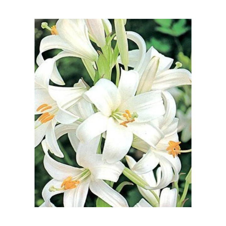 TULIPAN ICE CREAM LA LAVANDOU  5 SZT ROZMIAR 12 +