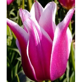 Kolorowe tulipany do ogrodu – cebulki najwyższej jakości, idealne na wiosenne rabaty i do donic. Stwórz ogród pełen barw.