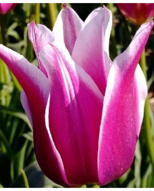 TULIPAN  BALLADE 5 SZT ROZMIAR 12 +