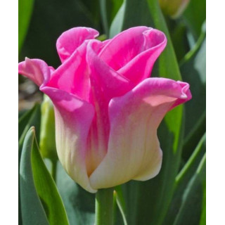 Tulipany ogrodowe – piękne, trwałe cebulki na wiosnę. Idealne do rabat, donic i na kwiat cięty.