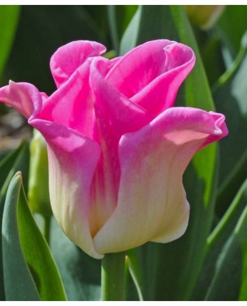 TULIPAN  CROWN OF DYNASTY 5 SZT ROZMIAR 11 +