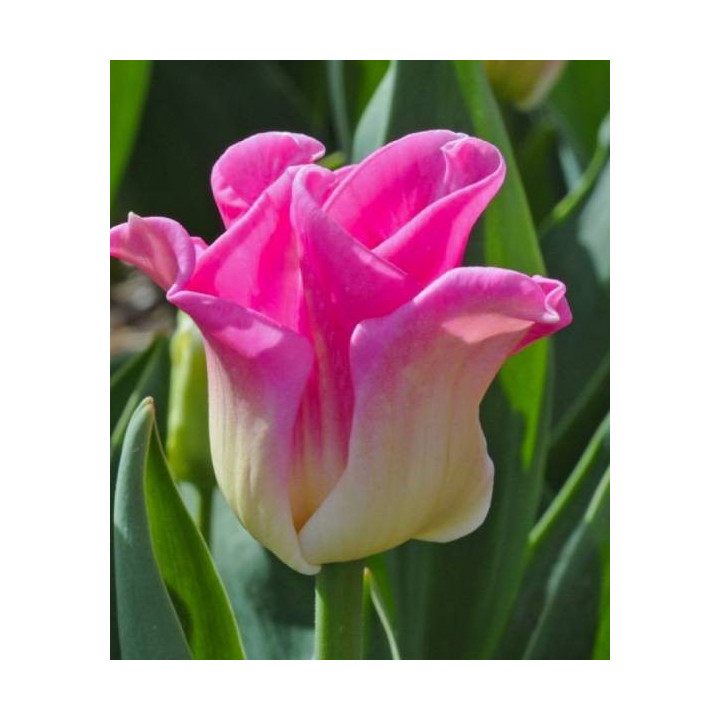 Tulipany ogrodowe – piękne, trwałe cebulki na wiosnę. Idealne do rabat, donic i na kwiat cięty.