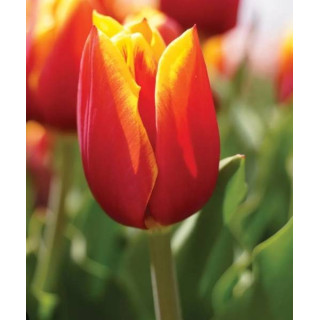 TULIPAN  DRAGONBALL 5 SZT ROZMIAR 12 +