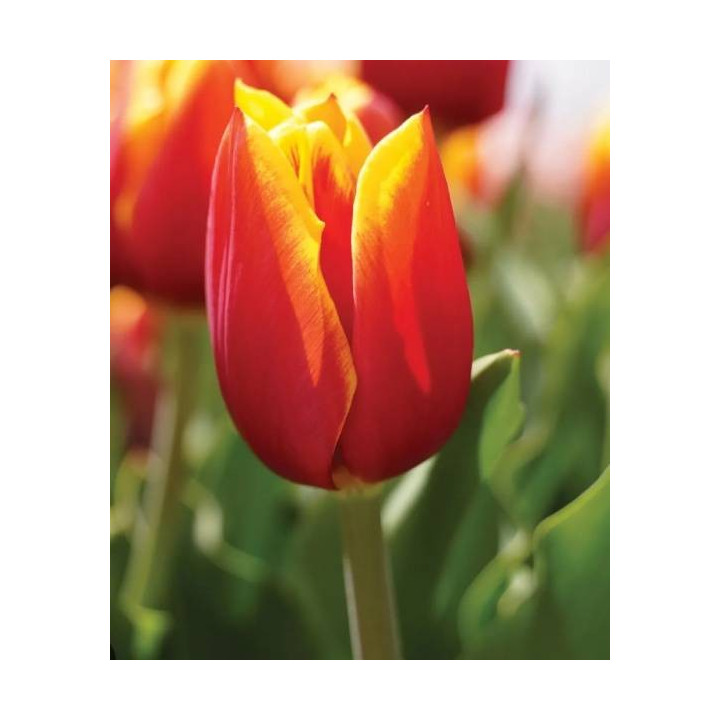 TULIPAN  DRAGONBALL 5 SZT ROZMIAR 12 +