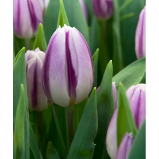 TULIPAN  FLAMING FLAG 5 SZT ROZMIAR 10 +