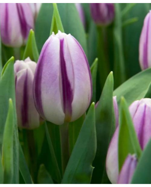 TULIPAN  FLAMING FLAG 5 SZT ROZMIAR 10 +