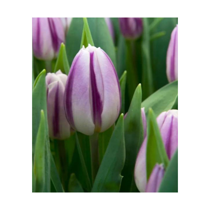 TULIPAN  FLAMING FLAG 5 SZT ROZMIAR 10 +