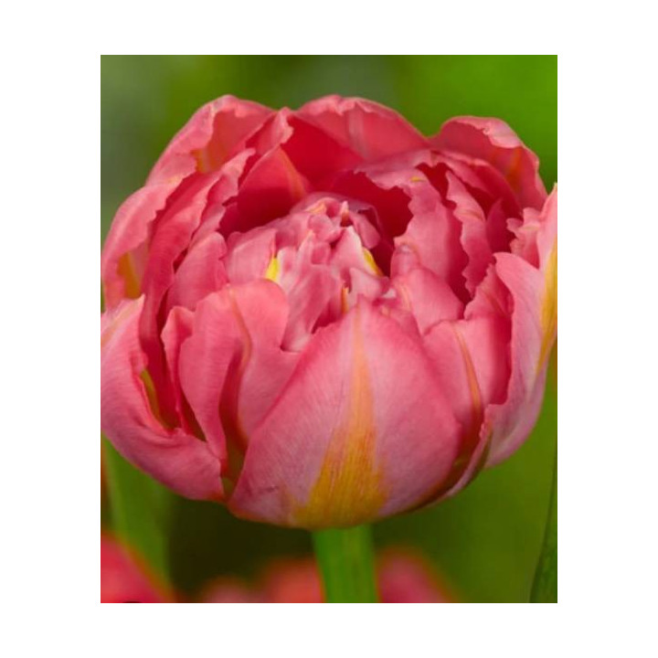 Tulipany ogrodowe – piękne, trwałe cebulki na wiosnę. Idealne do rabat, donic i na kwiat cięty.