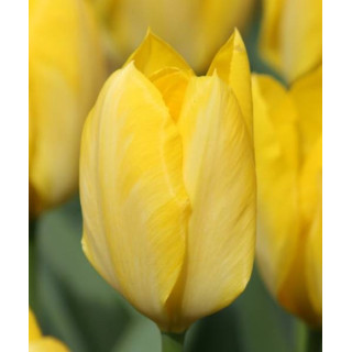 TULIPAN  GOLDEN PURISSIMA 5 SZT ROZMIAR 12 +
