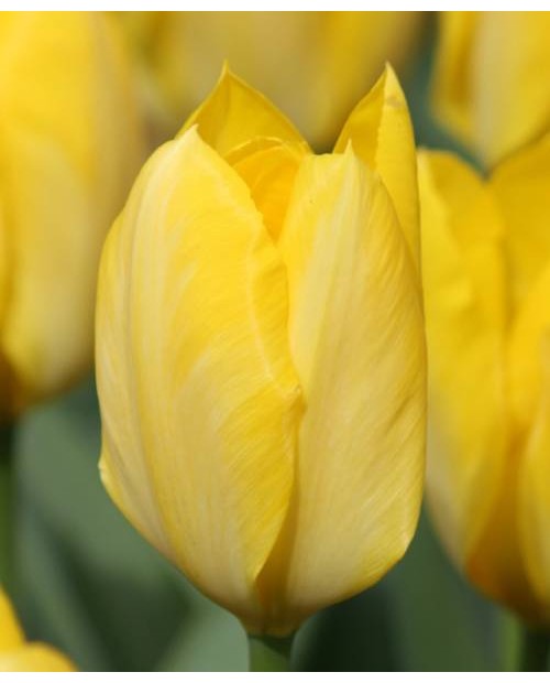 TULIPAN  GOLDEN PURISSIMA 5 SZT ROZMIAR 12 +