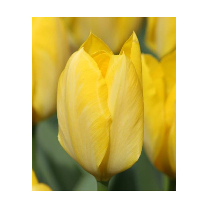 TULIPAN  GOLDEN PURISSIMA 5 SZT ROZMIAR 12 +