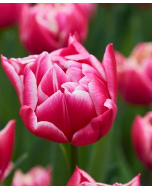 TULIPAN  LET'S DANCE   10 SZT ROZMIAR 12 +
