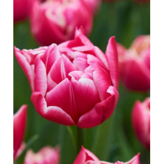 TULIPAN  LET'S DANCE  5 SZT ROZMIAR 12 +