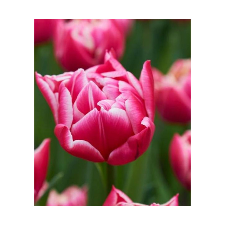 TULIPAN  LET'S DANCE  5 SZT ROZMIAR 12 +