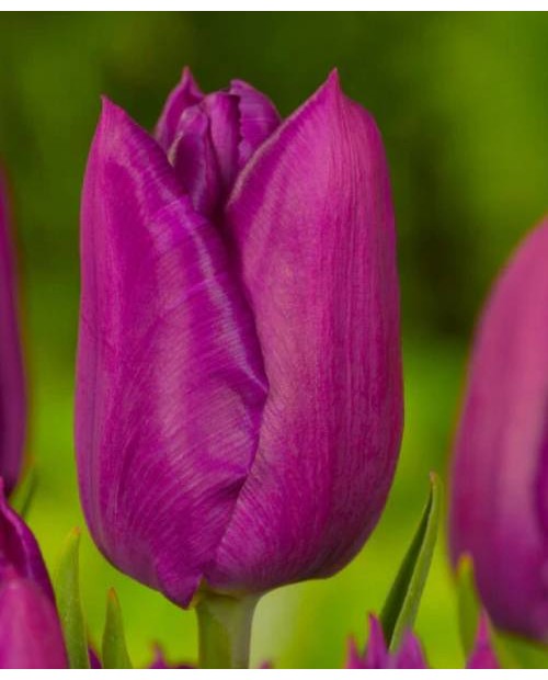 TULIPAN  LAPTOP  5 SZT ROZMIAR 10 +
