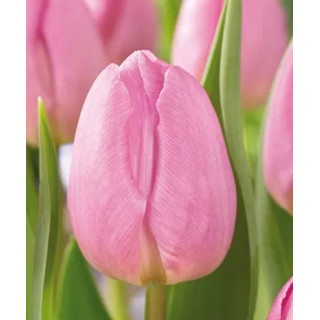 Tulipany ogrodowe – piękne, trwałe cebulki na wiosnę. Idealne do rabat, donic i na kwiat cięty.