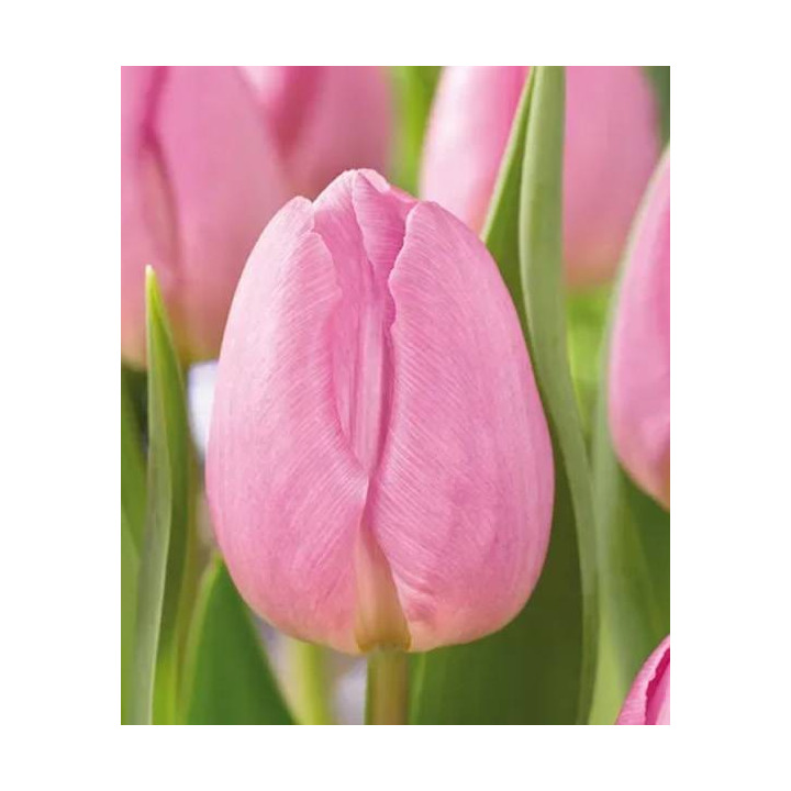 Tulipany ogrodowe – piękne, trwałe cebulki na wiosnę. Idealne do rabat, donic i na kwiat cięty.