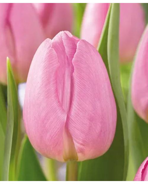 TULIPAN  LIGHT PINK PRINCE  10 SZT ROZMIAR 12 +