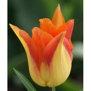 TULIPAN  MOONBLUSH  5 SZT ROZMIAR 12 +