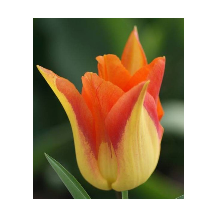 TULIPAN  MOONBLUSH  5 SZT ROZMIAR 12 +