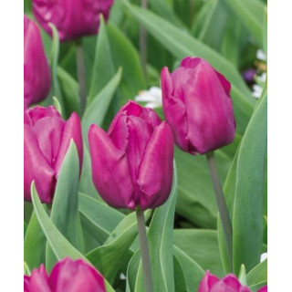 TULIPAN  PINK ARDOUR   5 SZT ROZMIAR 12 +