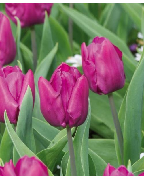 TULIPAN  PINK ARDOUR   5 SZT ROZMIAR 12 +
