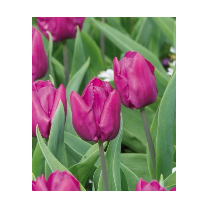 TULIPAN  PINK ARDOUR   5 SZT ROZMIAR 12 +