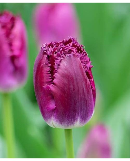 TULIPAN  PURPLE CRYSTAL   5 SZT ROZMIAR 12 +