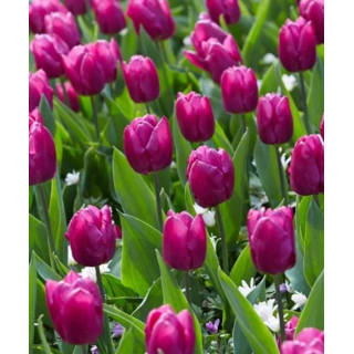 TULIPAN  PINK PRIDE   5 SZT ROZMIAR 12 +